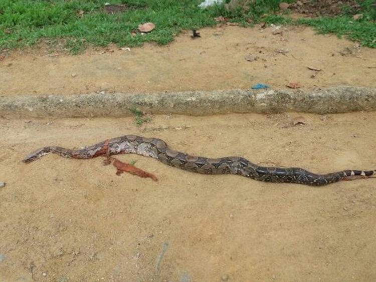 Cobra encontrada na Cohab.
